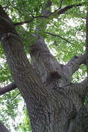 Image of Water Oak