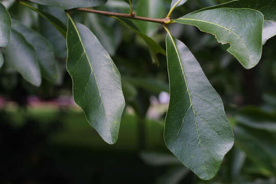 Image of Water Oak