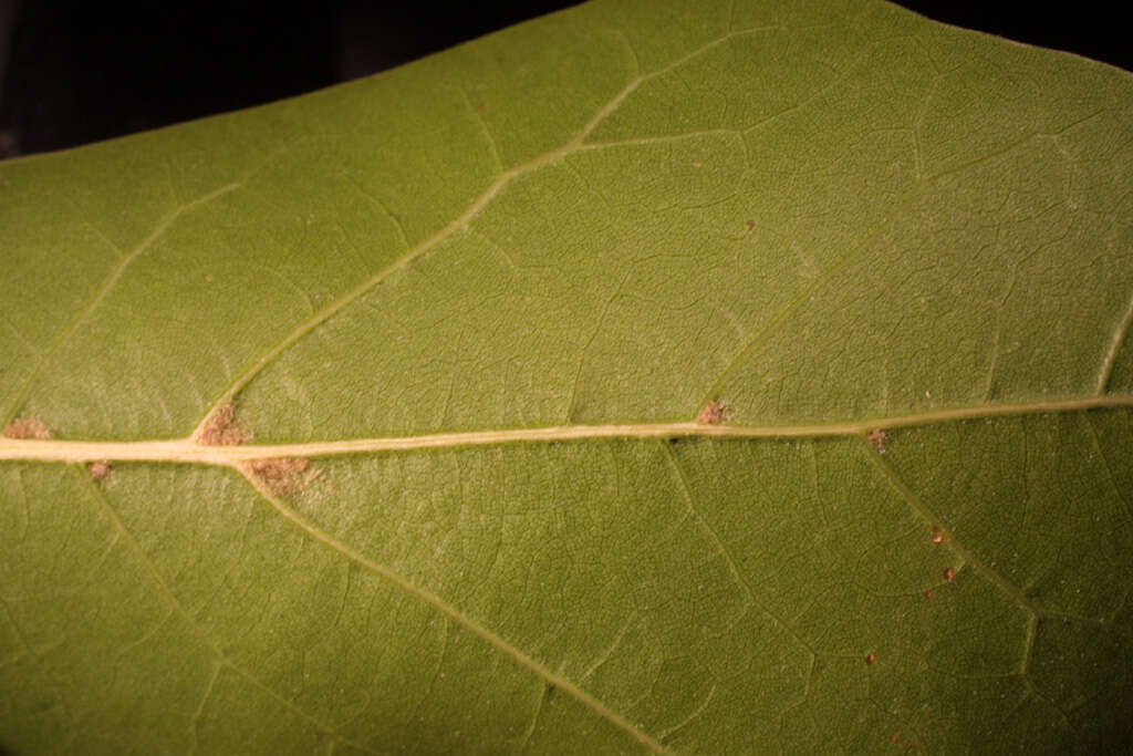 Image of Water Oak