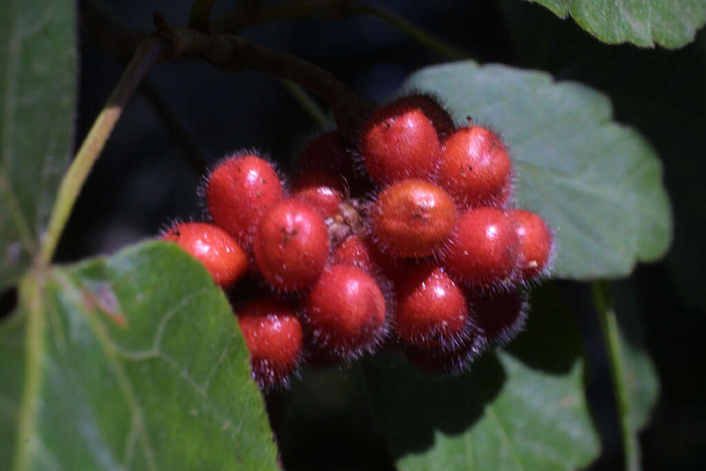 Image of sumac