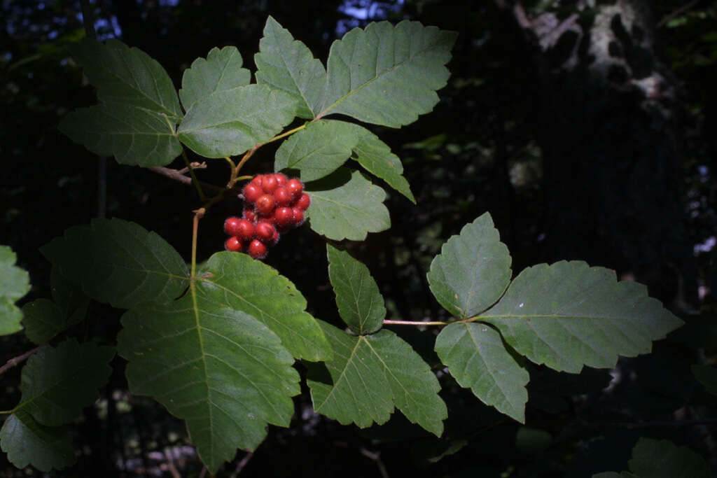 Image of sumac