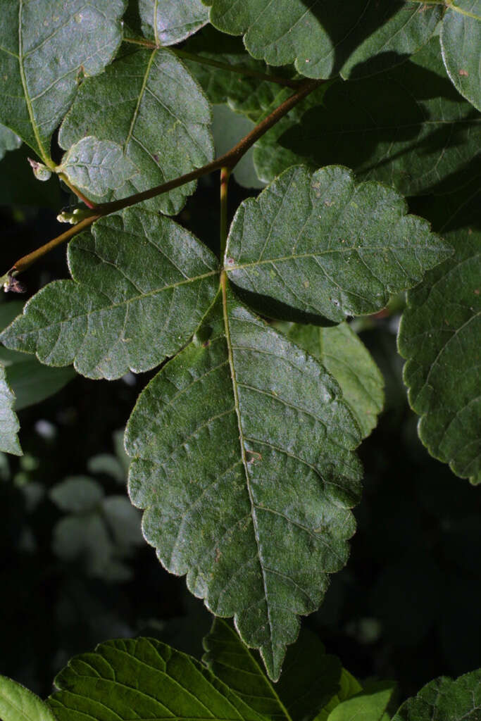 Image of sumac