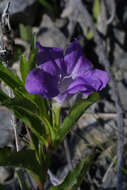 Image of wild petunia