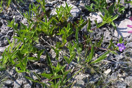 Image of wild petunia