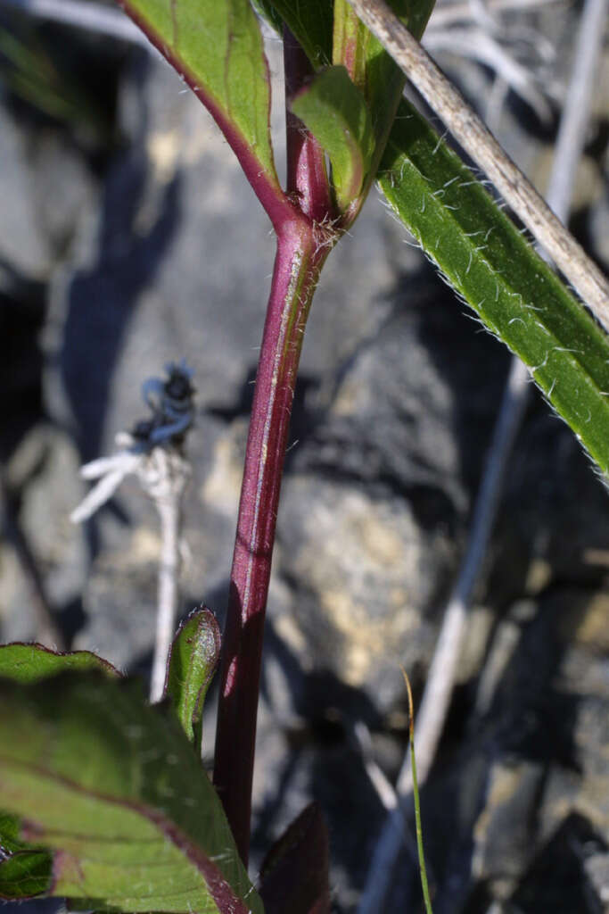 Image of wild petunia