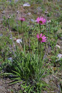 Image of Tennessee purple coneflower