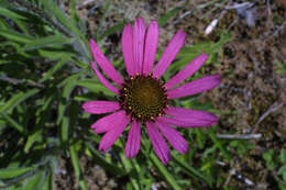 Image of Tennessee purple coneflower