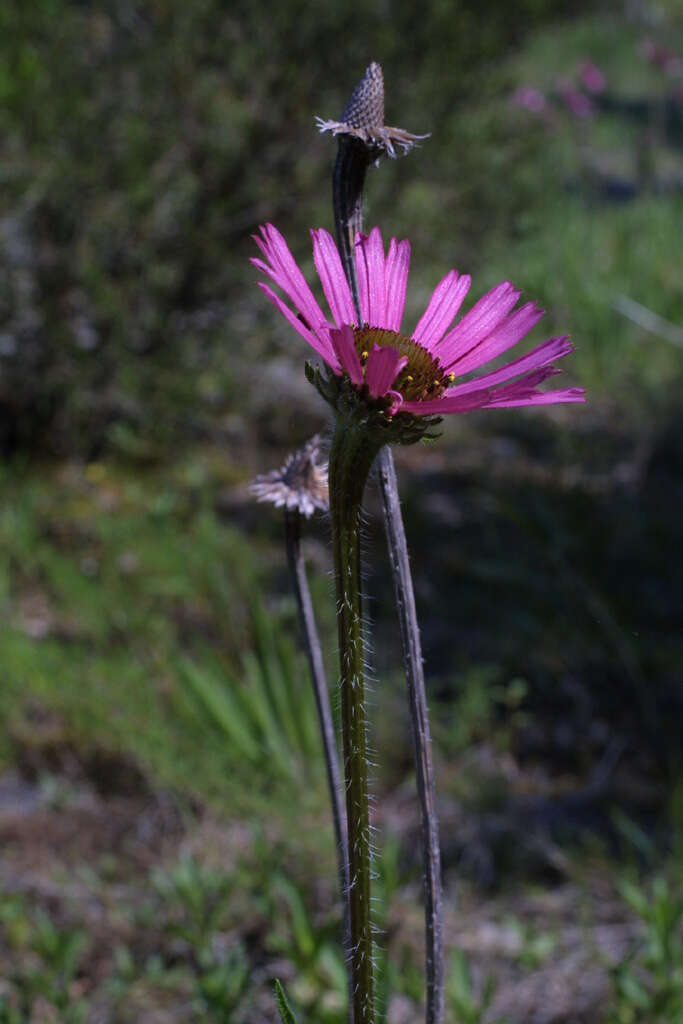 Image of Tennessee purple coneflower