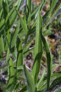 Image of Tennessee purple coneflower