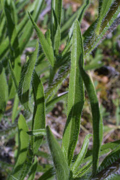 Imagem de Echinacea tennesseensis (Beadle) Small