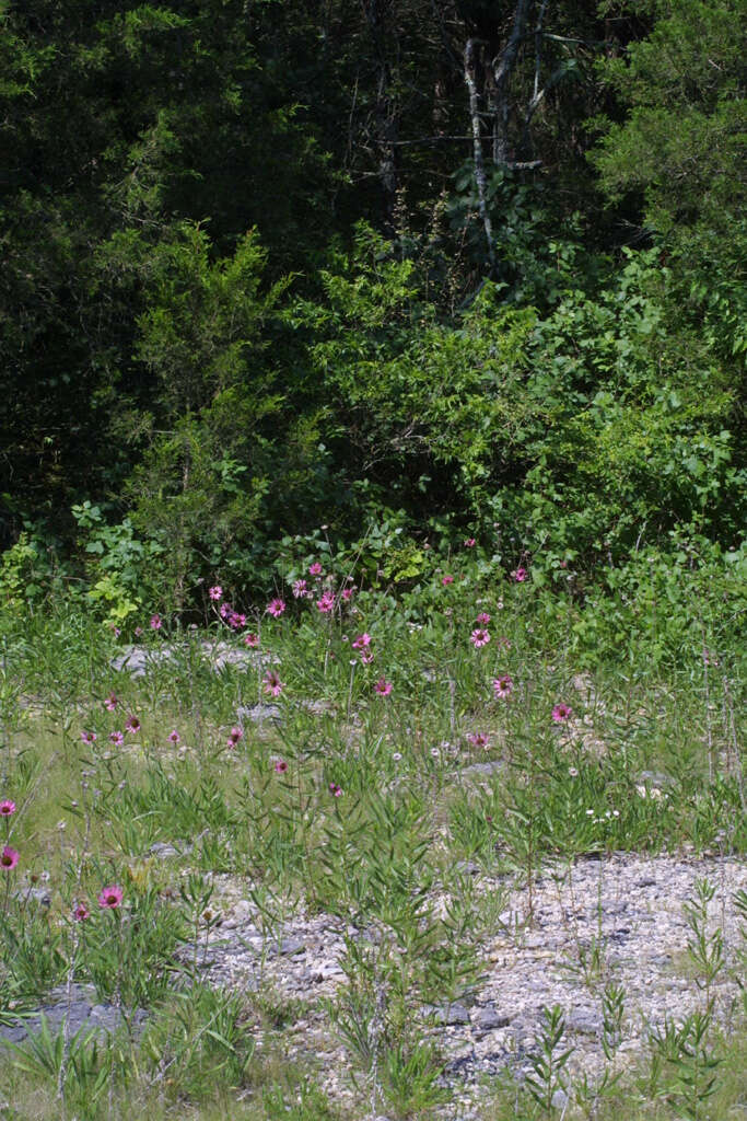 Image of Tennessee purple coneflower