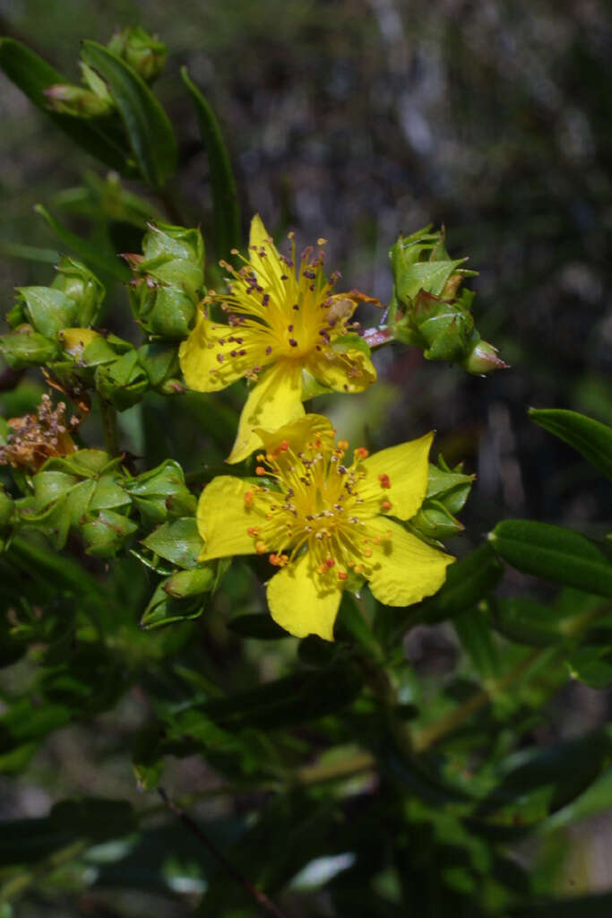 Image of Round-Seed St. John's-Wort