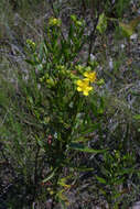 Image of Round-Seed St. John's-Wort