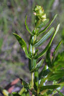 Image of Round-Seed St. John's-Wort