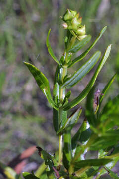 Image of Round-Seed St. John's-Wort