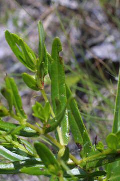 Image of Round-Seed St. John's-Wort