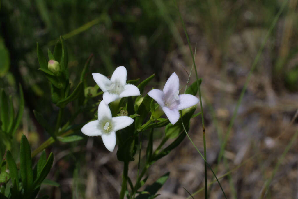 Image of diamond-flowers