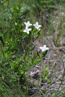 Image of diamond-flowers