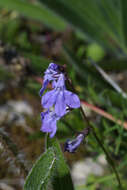 Image de Lobelia gattingeri A. Gray