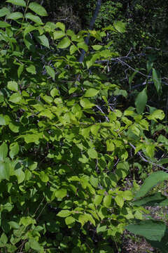 Image of blue ash