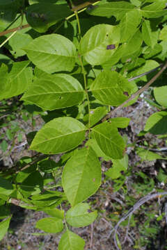 Image of blue ash