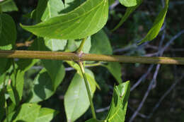 Image of blue ash