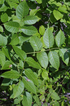 Image of blue ash