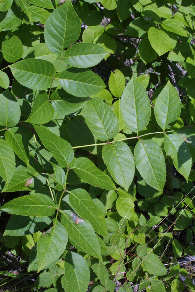 Image of blue ash