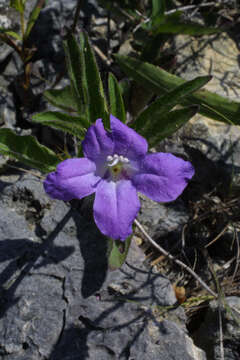 Imagem de Ruellia