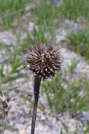 Image of Tennessee purple coneflower