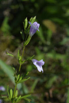 Image of clinopodium