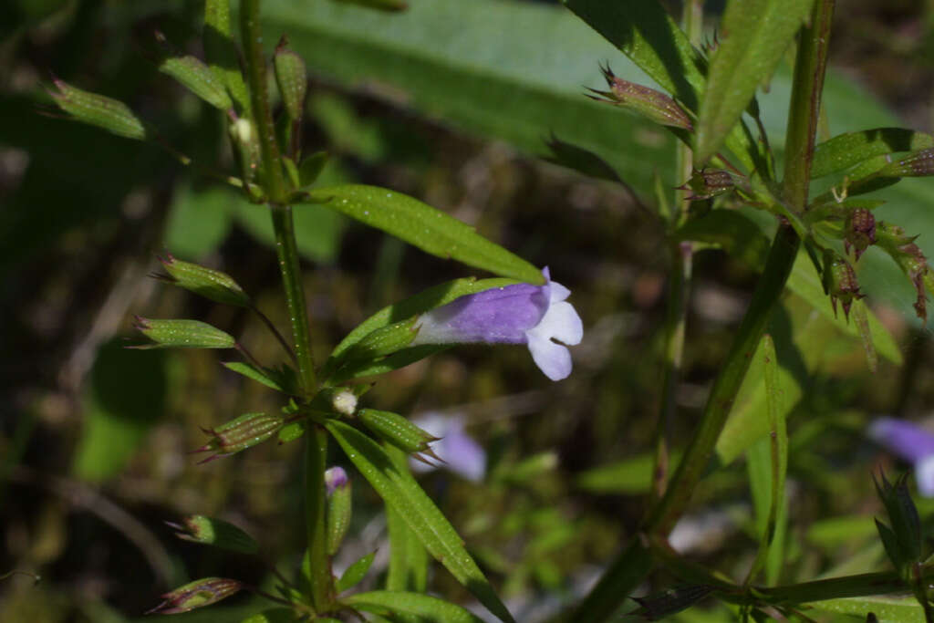 Image of clinopodium