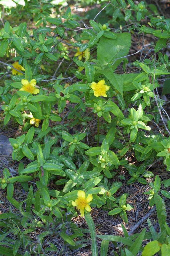 Image of cedarglade St. Johnswort