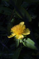 Image of cedarglade St. Johnswort