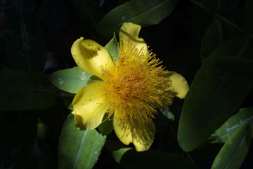 Image of cedarglade St. Johnswort