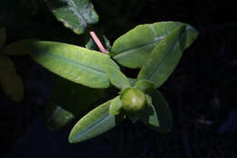 Image of cedarglade St. Johnswort