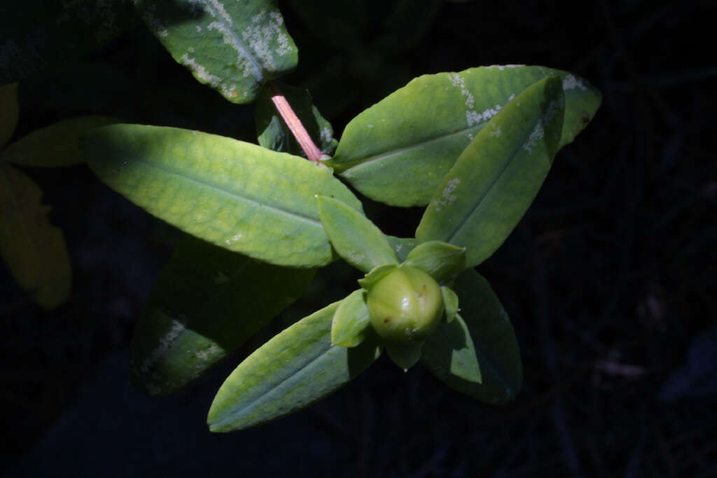 Image of cedarglade St. Johnswort