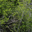 Image of Upland Swamp-Privet