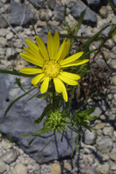 Imagem de Grindelia lanceolata Nutt.