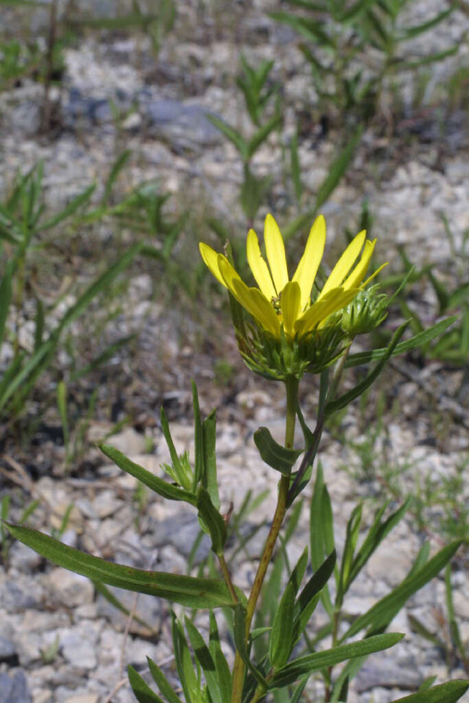 Image of narrowleaf gumweed