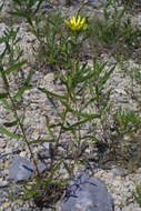 Image of narrowleaf gumweed