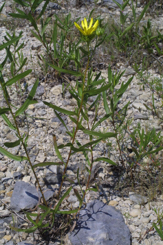 Image of narrowleaf gumweed