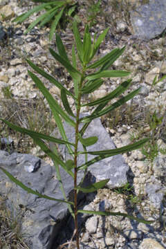 Image of narrowleaf gumweed