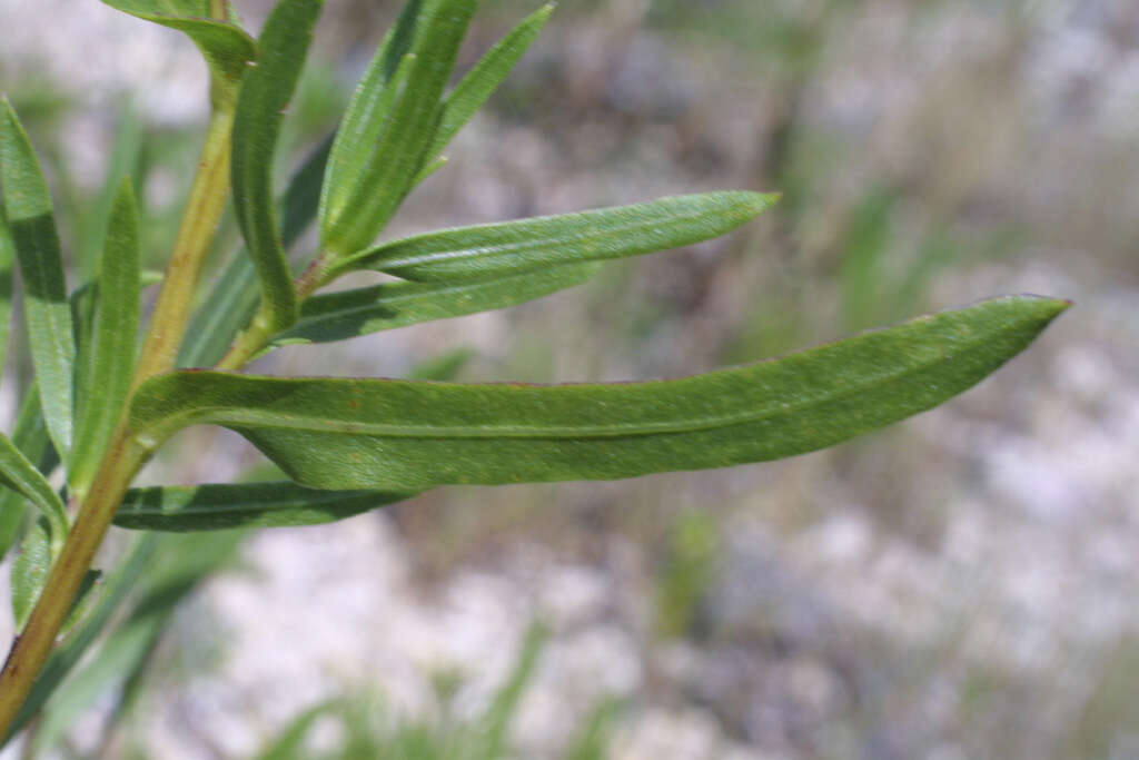 Image of narrowleaf gumweed