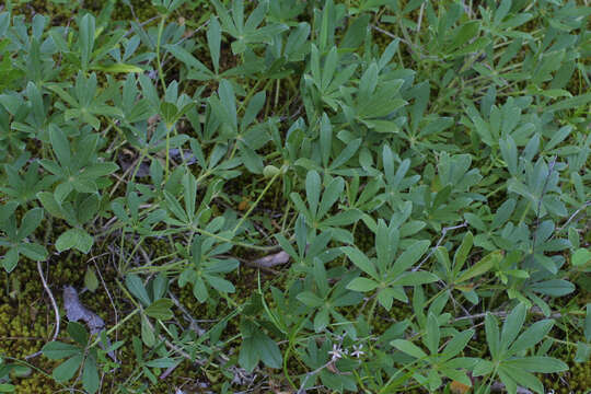 Image of Indian breadroot