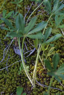 Image of Indian breadroot