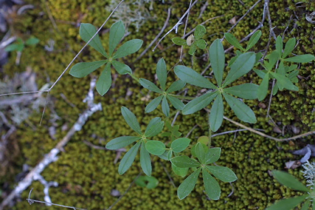 Image of Indian breadroot