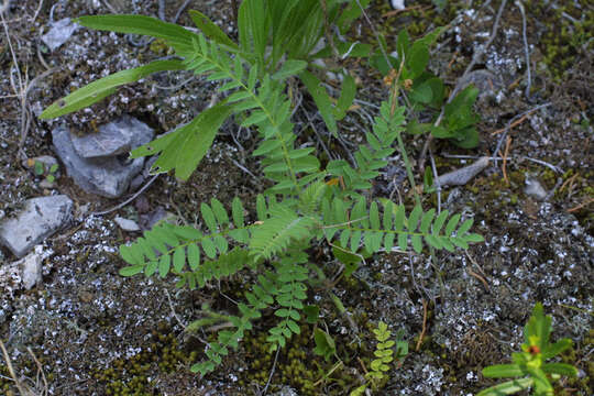 Image of Tennessee milkvetch