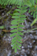 Image of Tennessee milkvetch