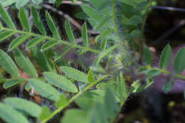 Image of Tennessee milkvetch